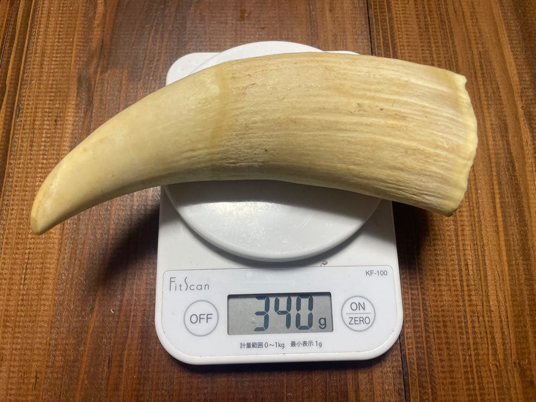 希少　抹香鯨　歯　クジラ　歯