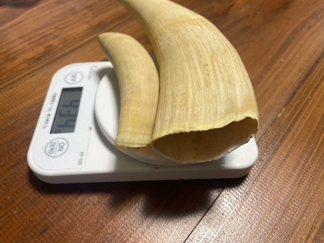 希少　抹香鯨　歯　クジラ　歯