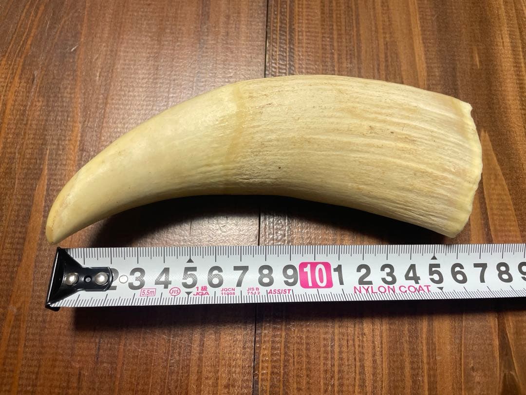希少　抹香鯨　歯　クジラ　歯