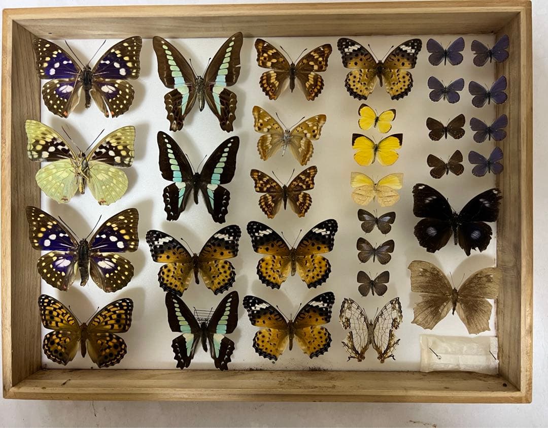 蝶標本 希少標本ガラスドイツ木箱現状品のみ41x50x6cm現状品のみ2