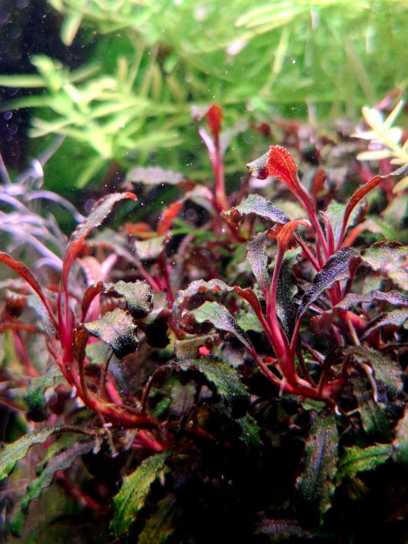 ブセファランドラ レッドゴースト 大株 ブセファランドラspゴースト