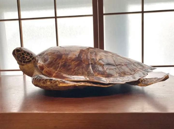 亀 剥製 ウミガメ アオウミガメ