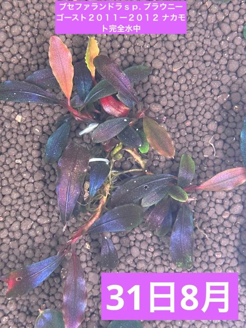 yuki様検討用ブセファランドラ sp. ブラウニーゴースト ナカモト