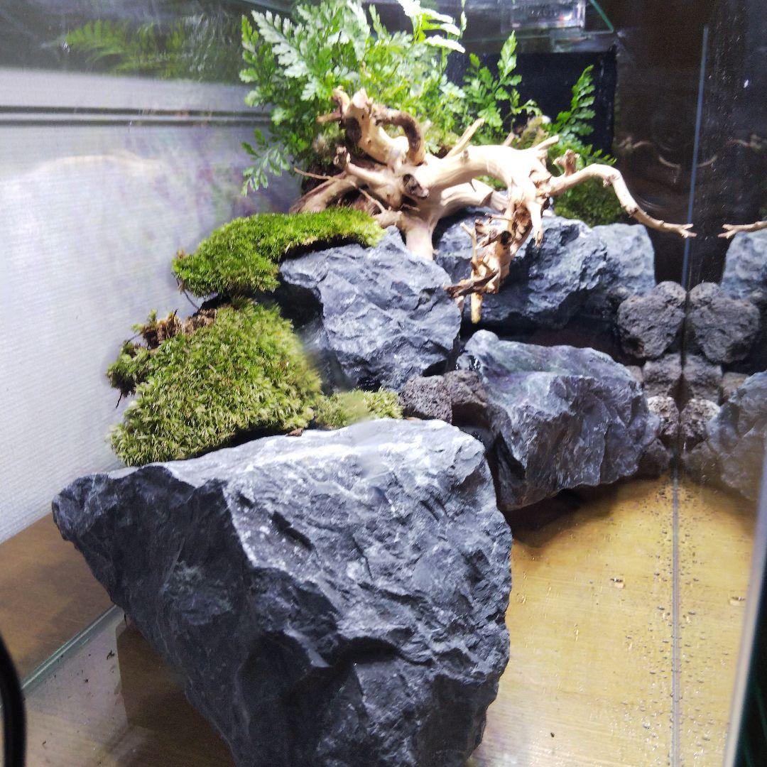 完成品】滝のあるアクアテラリウム イモリウム 苔テラリウム アクア