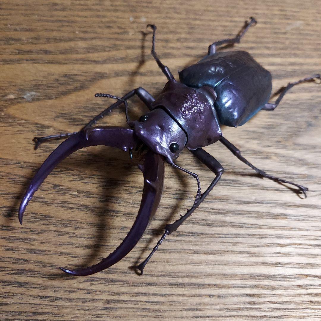 フェイスタメルシワバネクワガタ 2種類セット いきもの大図鑑くわがた