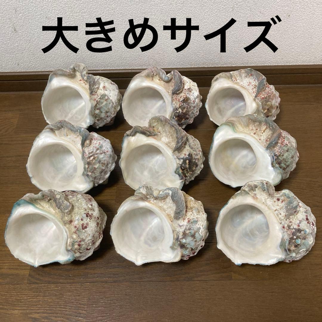 特売62-①〜③】沖縄県産夜光貝 スライス様専用【訳アリ夜光