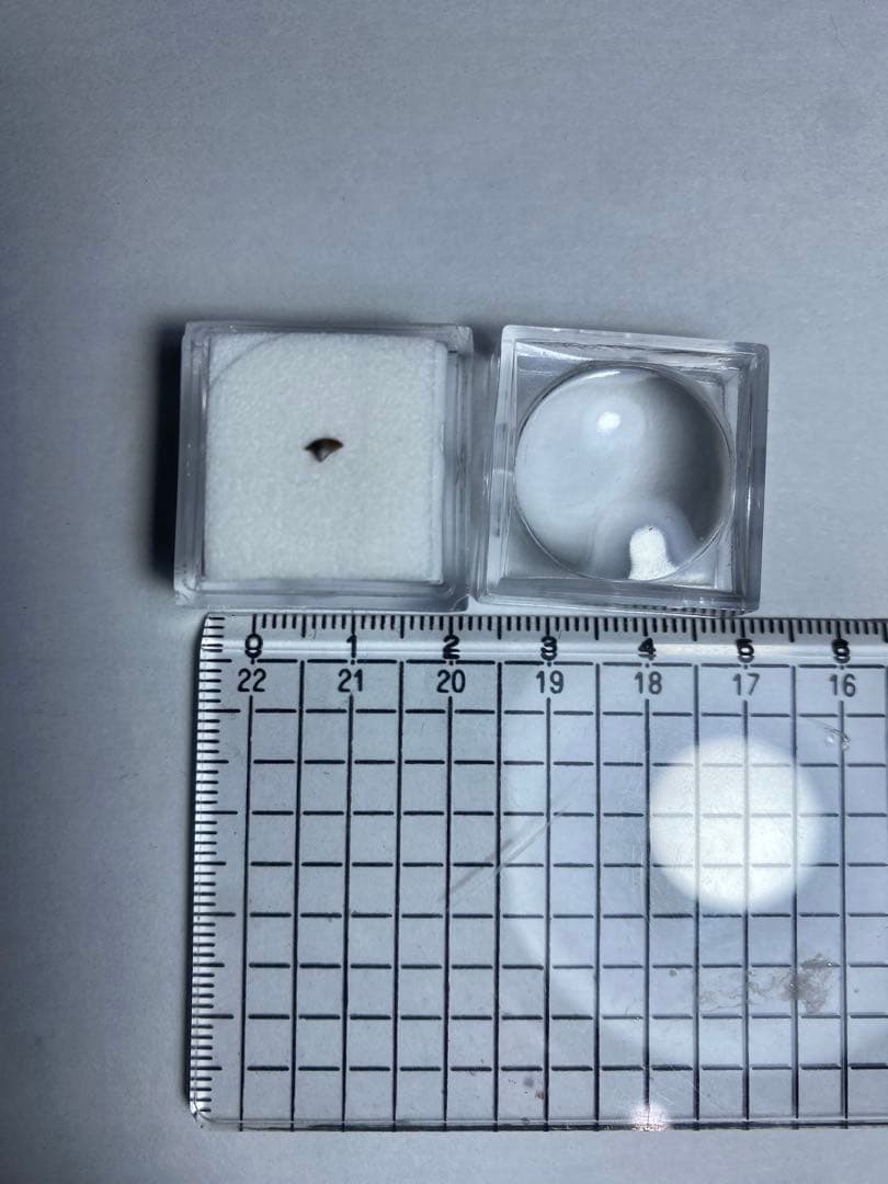 ステゴケラス 頭骨レプリカ その他 歯 化石