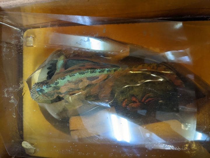 ハープタイル レプリカシリーズ ガラパゴスウミイグワナ