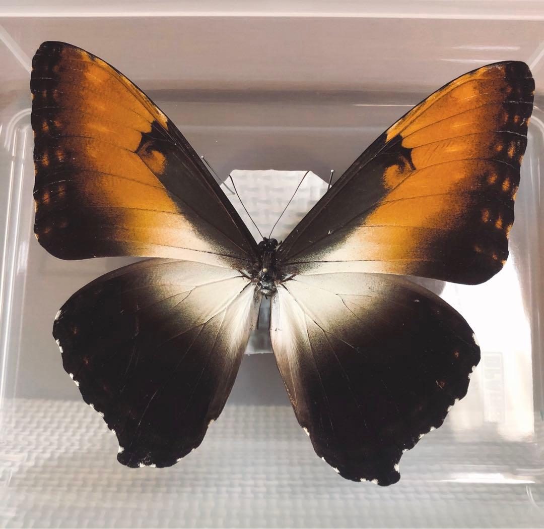 スギタニ型】モルフォオオムラサキ（1オス、滋賀県産） 2020年7月中旬