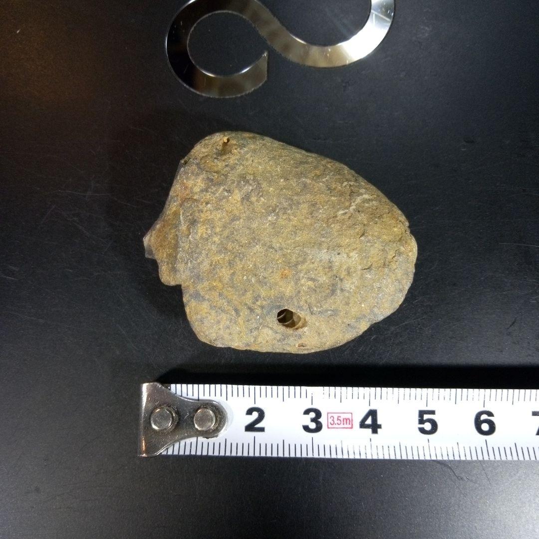 三葉虫 化石 fossil 海 ボリビア産 trilobite ボリビア化石郡⑩