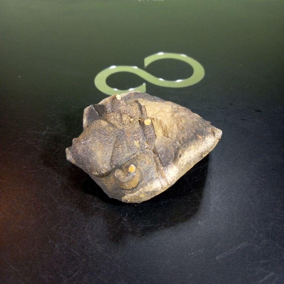 三葉虫 化石 fossil 海 ボリビア産 trilobite ボリビア化石郡⑩