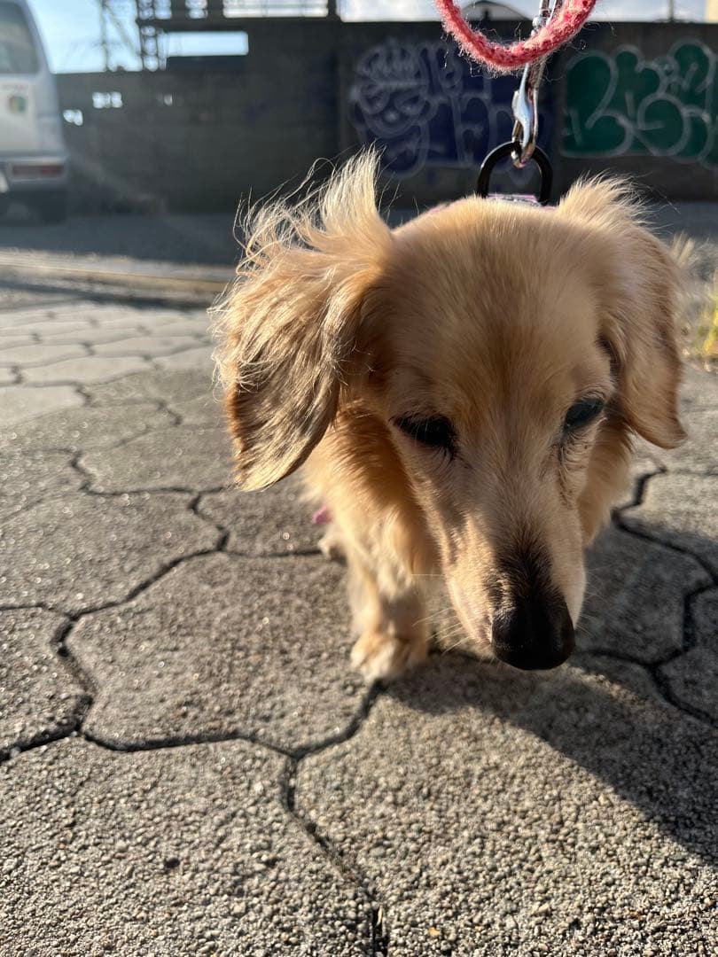 亡くなる2週間前しか見つからなくて…あとでまた追加しますm(_ _)m