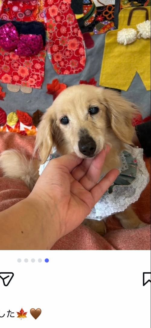 亡くなる2週間前しか見つからなくて…あとでまた追加しますm(_ _)m