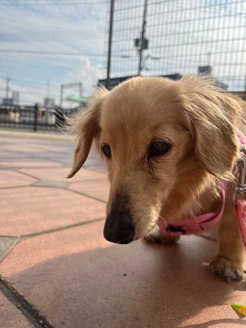 亡くなる2週間前しか見つからなくて…あとでまた追加しますm(_ _)m