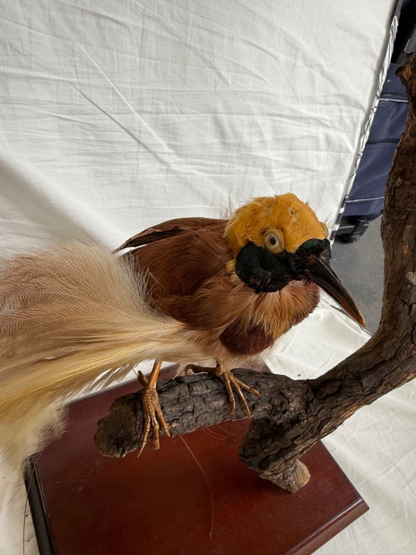 希少】極楽鳥（オオフウチョウ）剥製 縁起物 - メルカリ