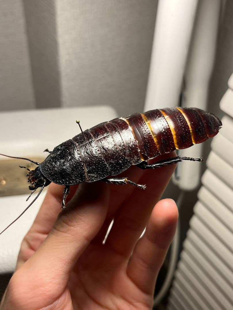 蜚最大級】マダガスカルゴキブリ オブロンゴナタ？ 標本