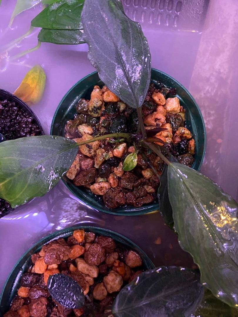 Bucephalandra sp.Pearl gray 水中葉 Bucephalandra sp.Pearl gray TB