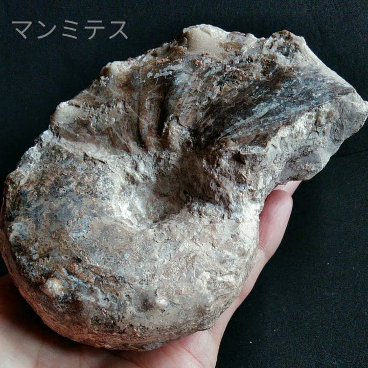 化石 骨格 標本 アンモナイト 特大 125mm