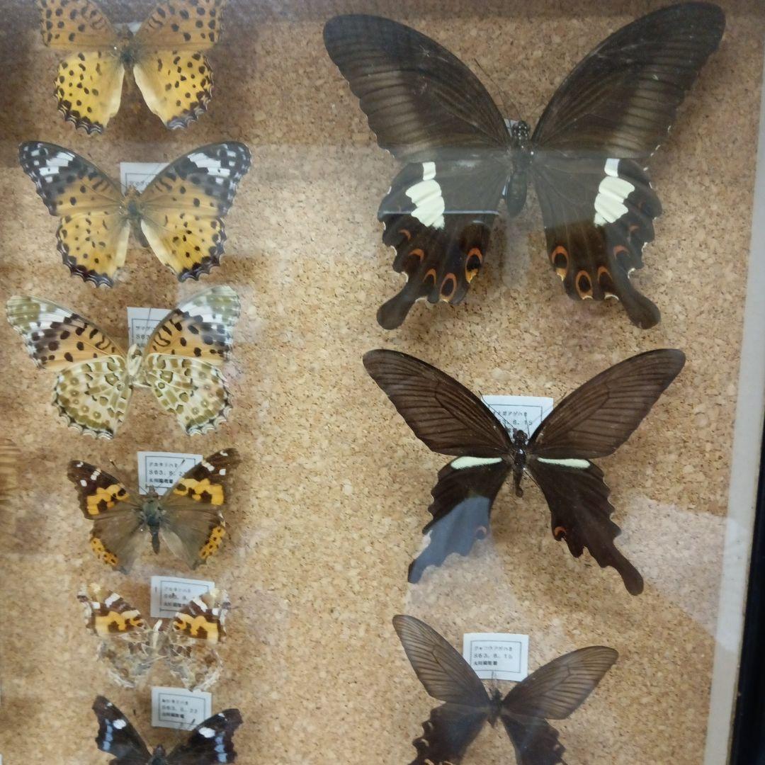 昭和63年当時物徳島県採取蝶々ガラス木製枠横幅50X縦42X