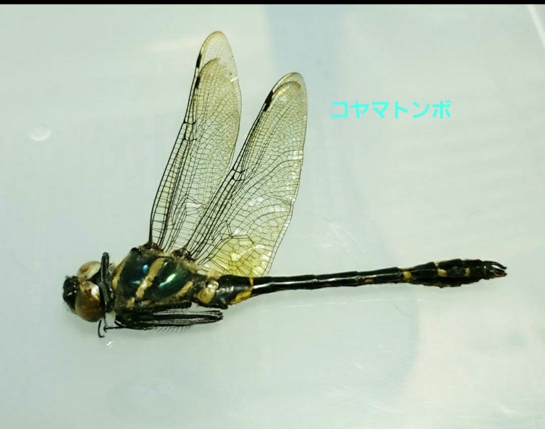 十（つなし）出品 トンボ標本13頭