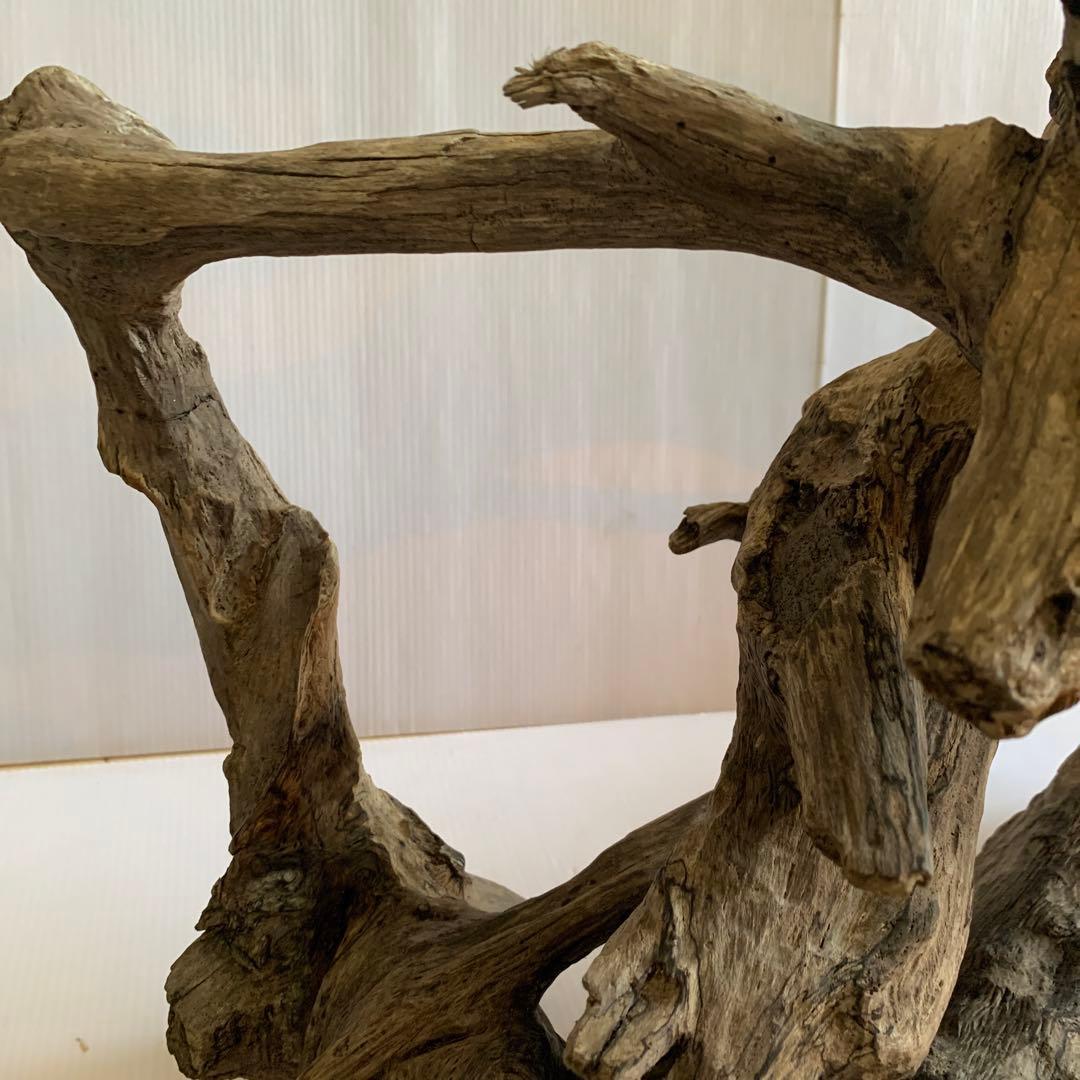 銀*時様 アク抜き済み流木 No.10 超レア型 沈水確認済