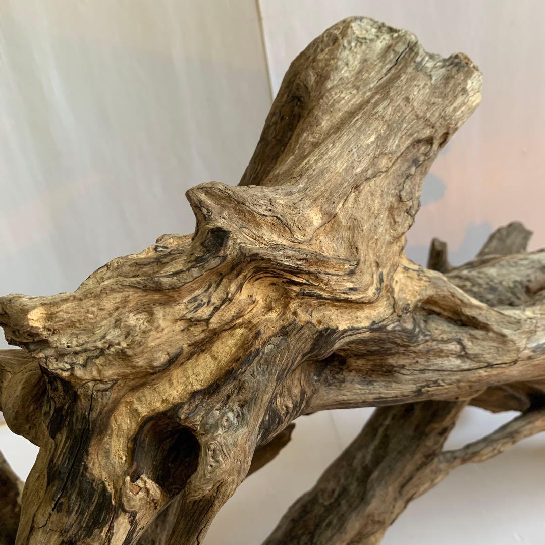 銀*時様 アク抜き済み流木 No.10 超レア型 沈水確認済