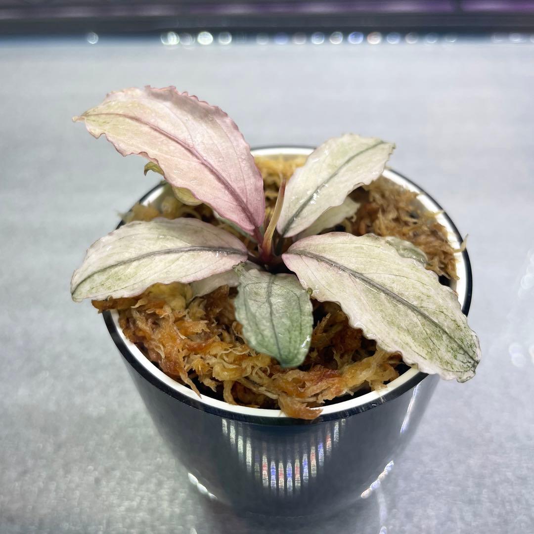 ブセファランドラsp.ピンクバリエガータ(斑入り)bucephalandr