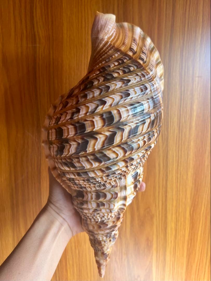 貝殻標本 法螺貝 37cm (直線)美品 天然そのままの色