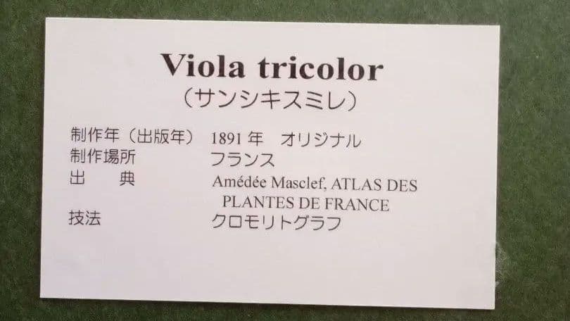 フランス ボタニカル画 石版画の額装品 1891年