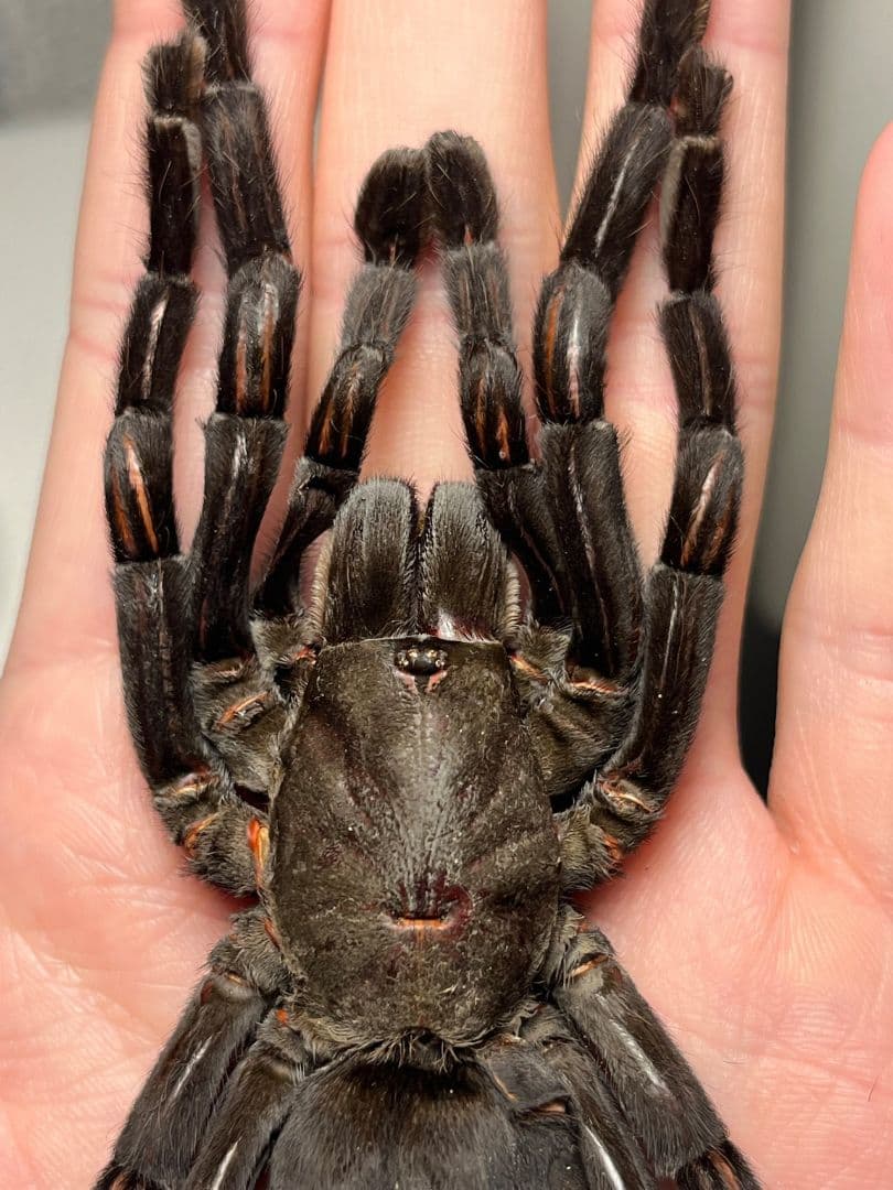 色残抜群】タイランドビッグブラックアースタイガータランチュラ標本