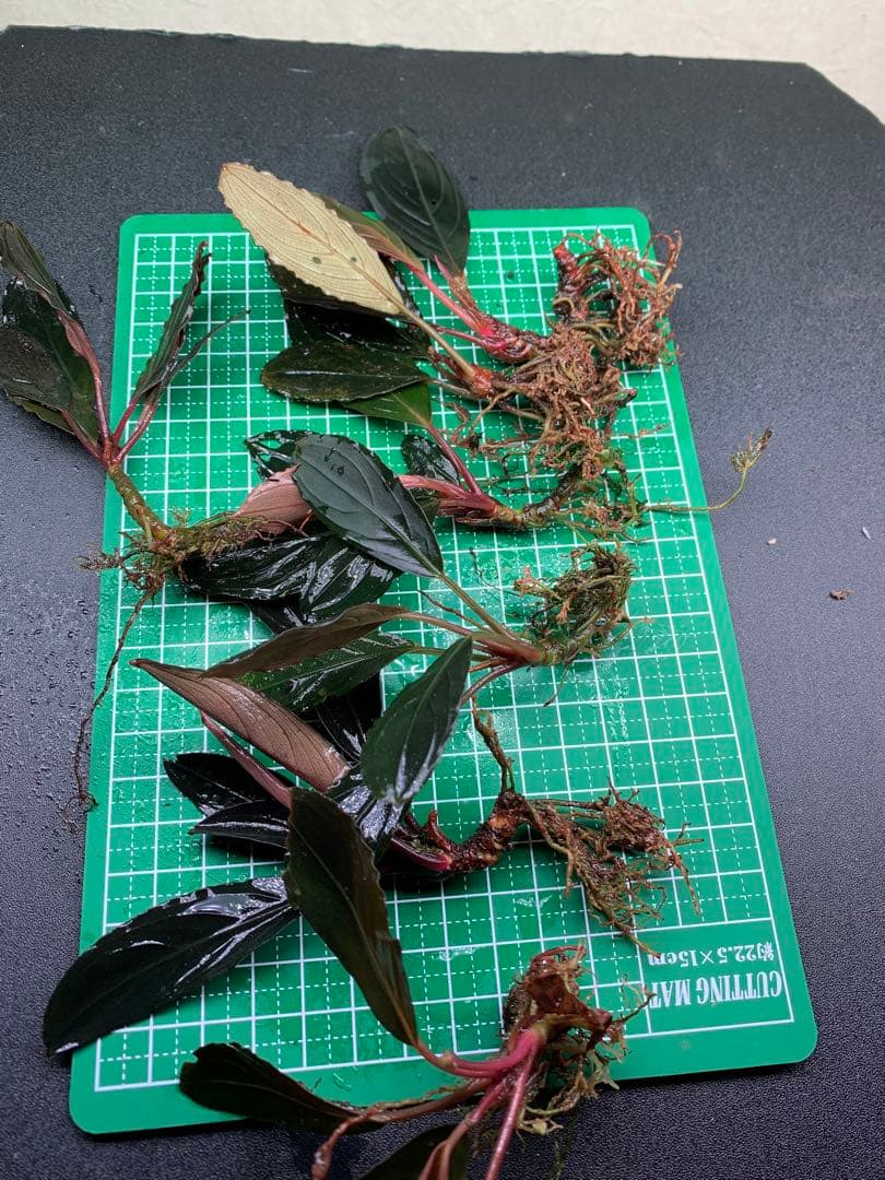 ブセファランドラ スケルトンキング 7 株