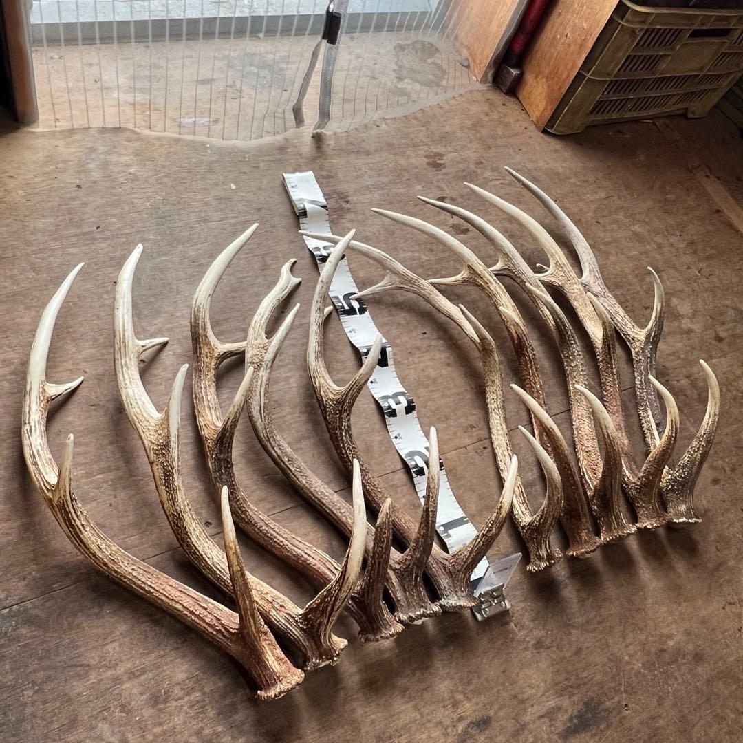 鹿の角　蝦夷鹿　大10本セット　No.7