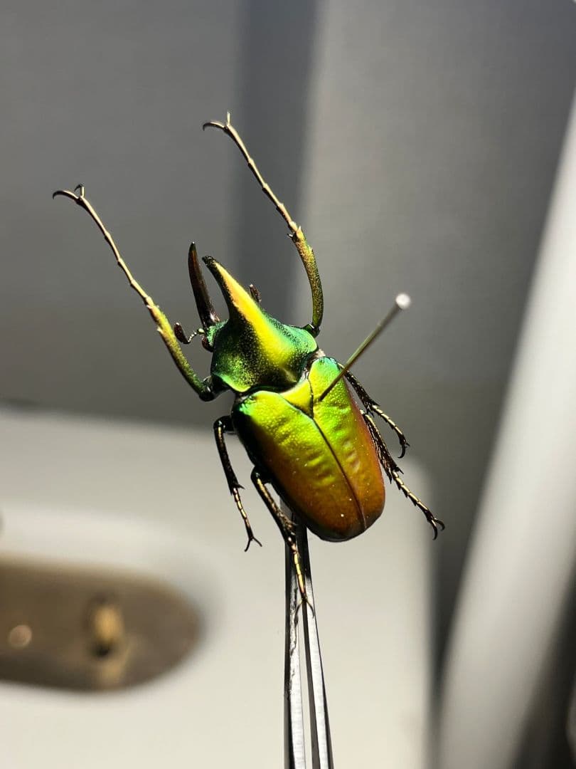 31mm】カブトハナムグリ コガネムシ プラチナコガネ カナブン ゾウカブト