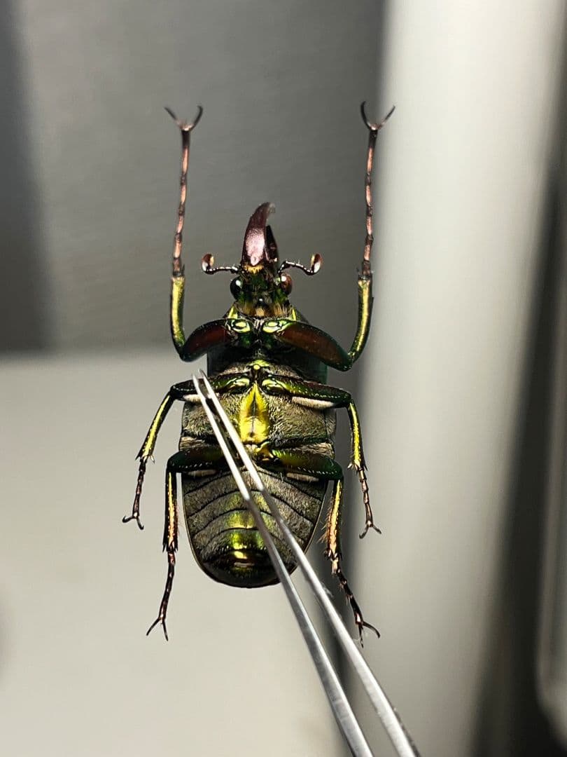 30mm】ロドリゲスカブトハナムグリ コガネムシ プラチナコガネ