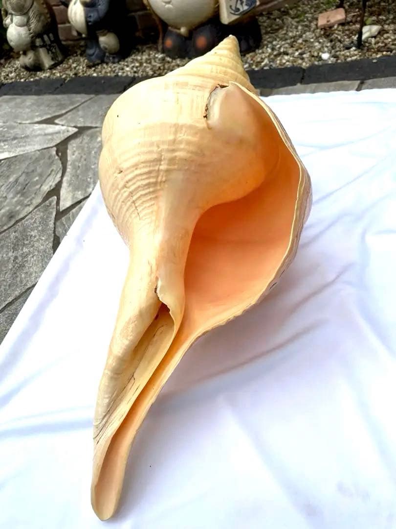 激レア 世界最大 法螺貝 アラフラオオニシ貝 貝殻長約54センチ殻径約