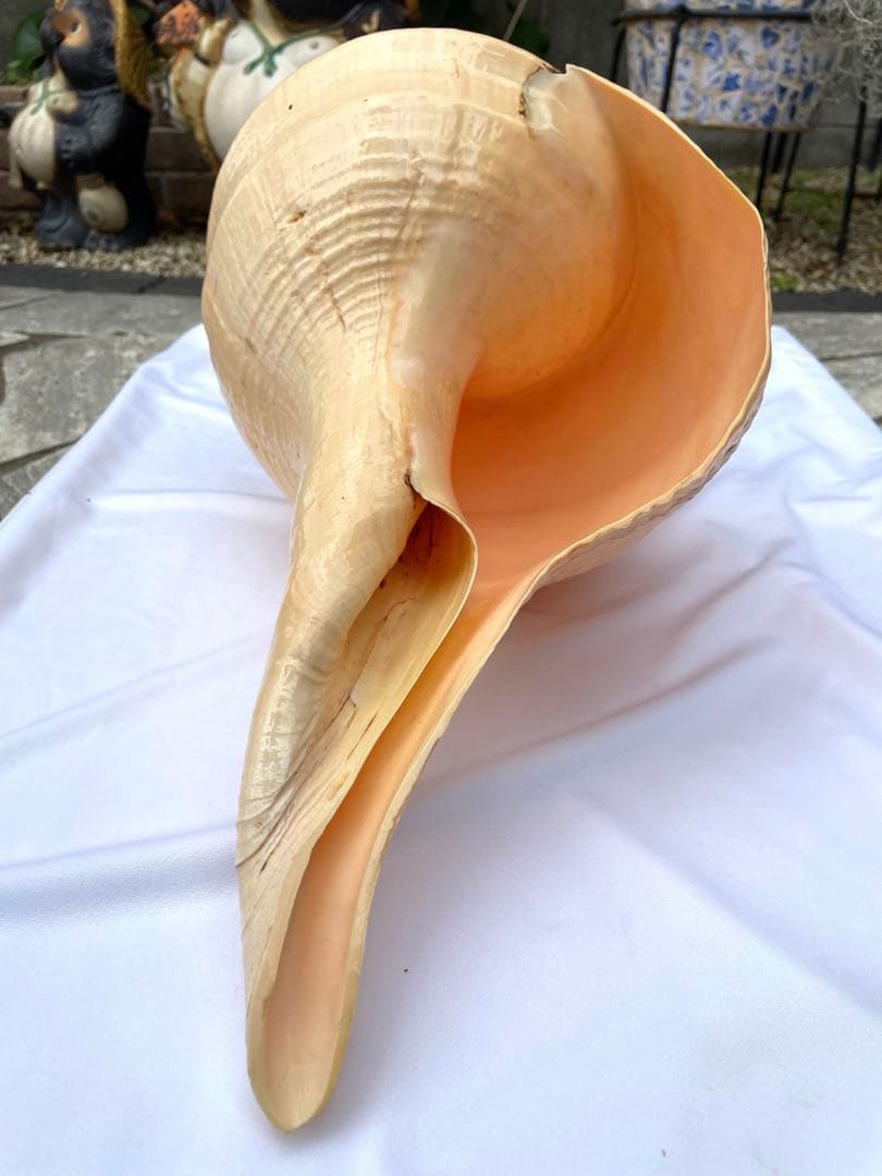 激レア 世界最大 法螺貝 アラフラオオニシ貝 貝殻長約54センチ殻径約