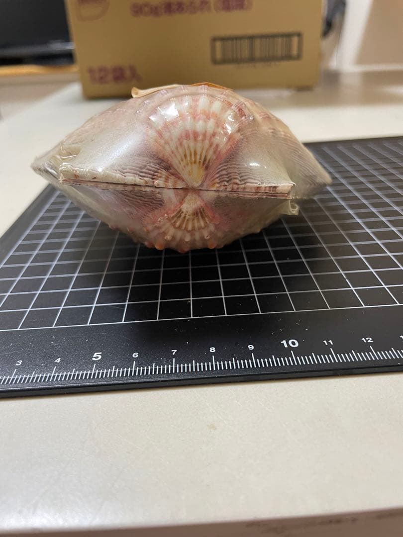 貝殻 標本 何貝かなm(._.)m