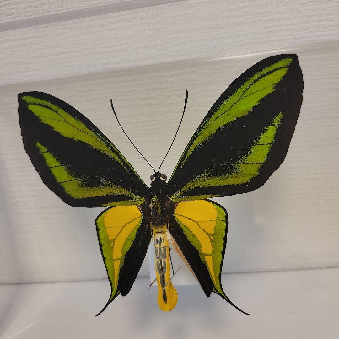 蝶の標本　トリバネチョウの世界(特珍A)