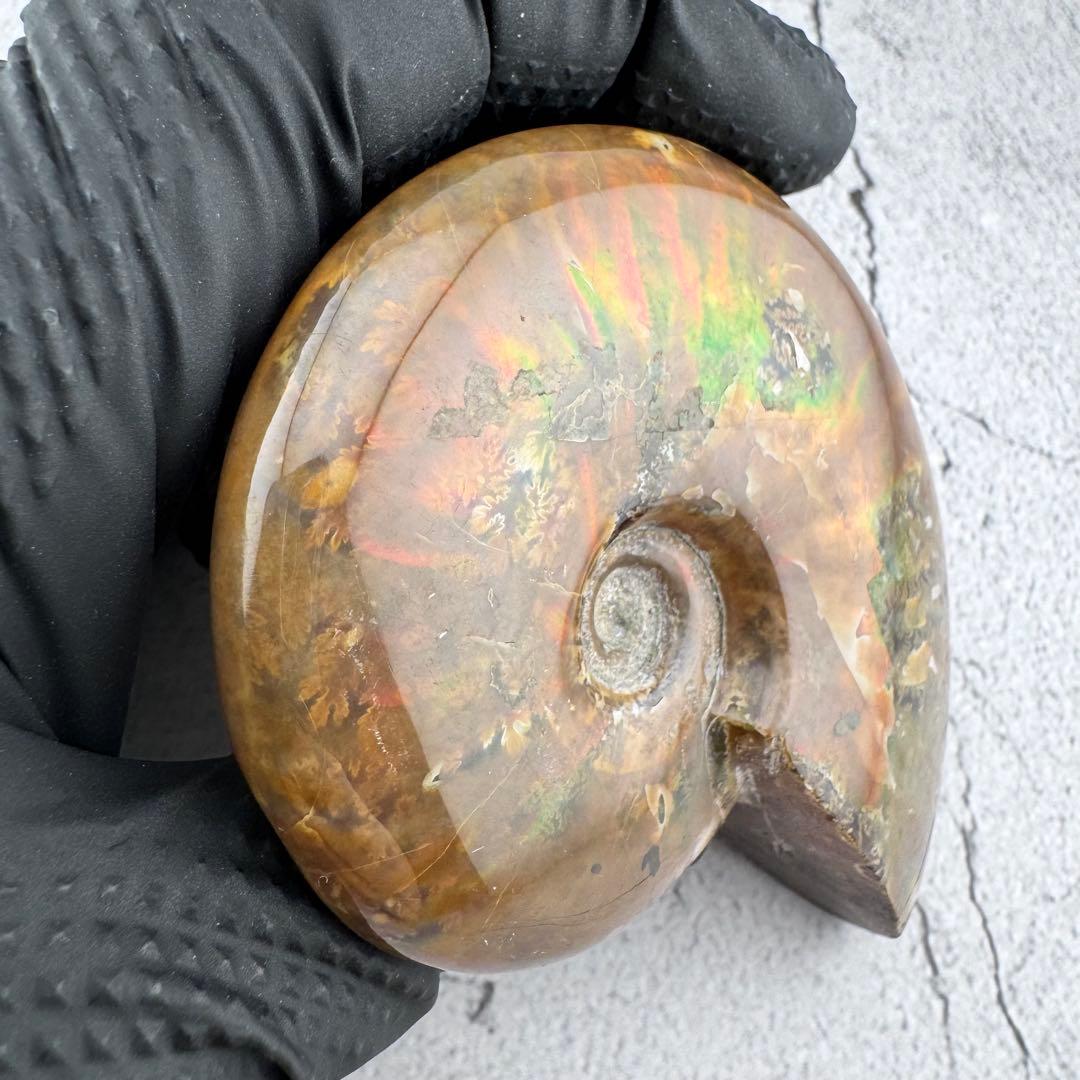 G-79天然アンモナイト原石 游色多色アンモナイト化石 天然石