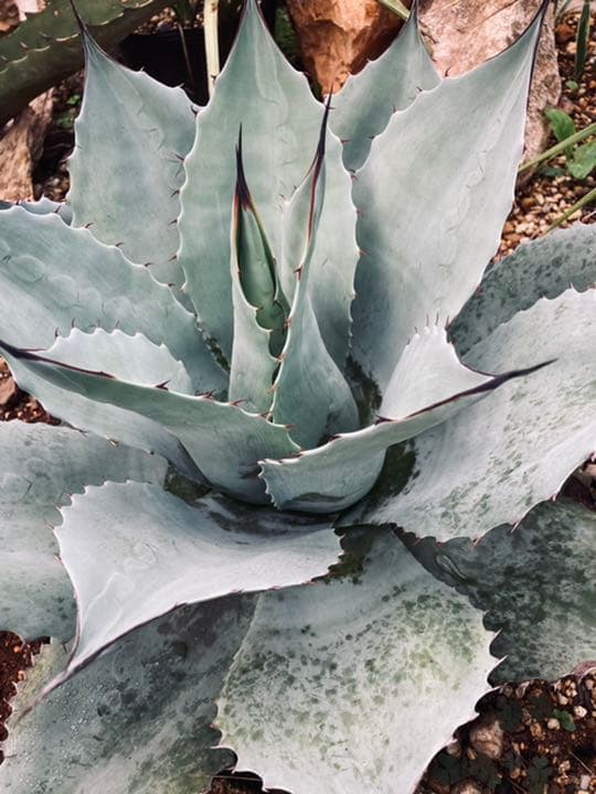 フランス 蚤の市 アンティークリネン 刺繍 ワンピース パリ