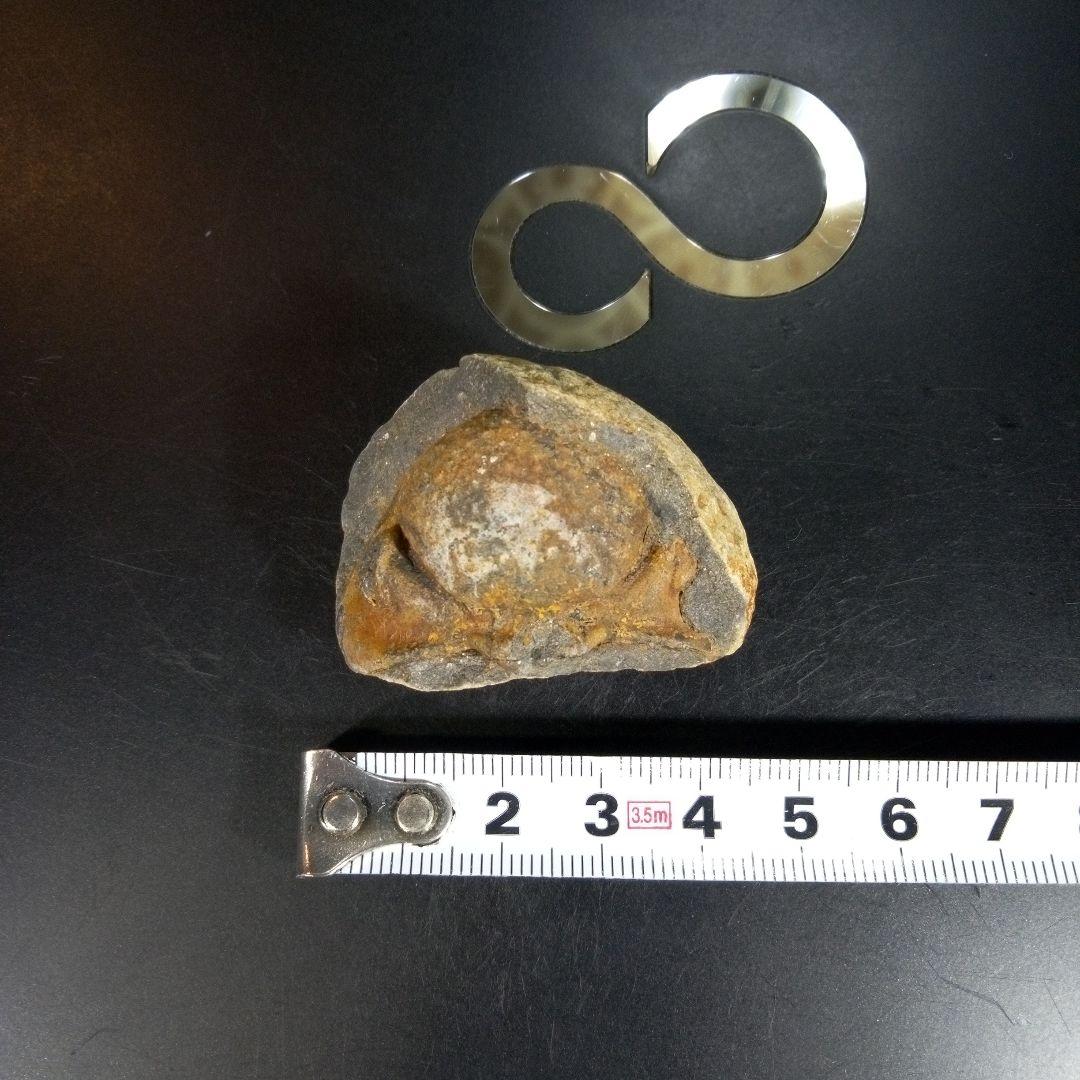 三葉虫 化石 fossil ボリビア産 trilobite ボリビア三葉虫郡①