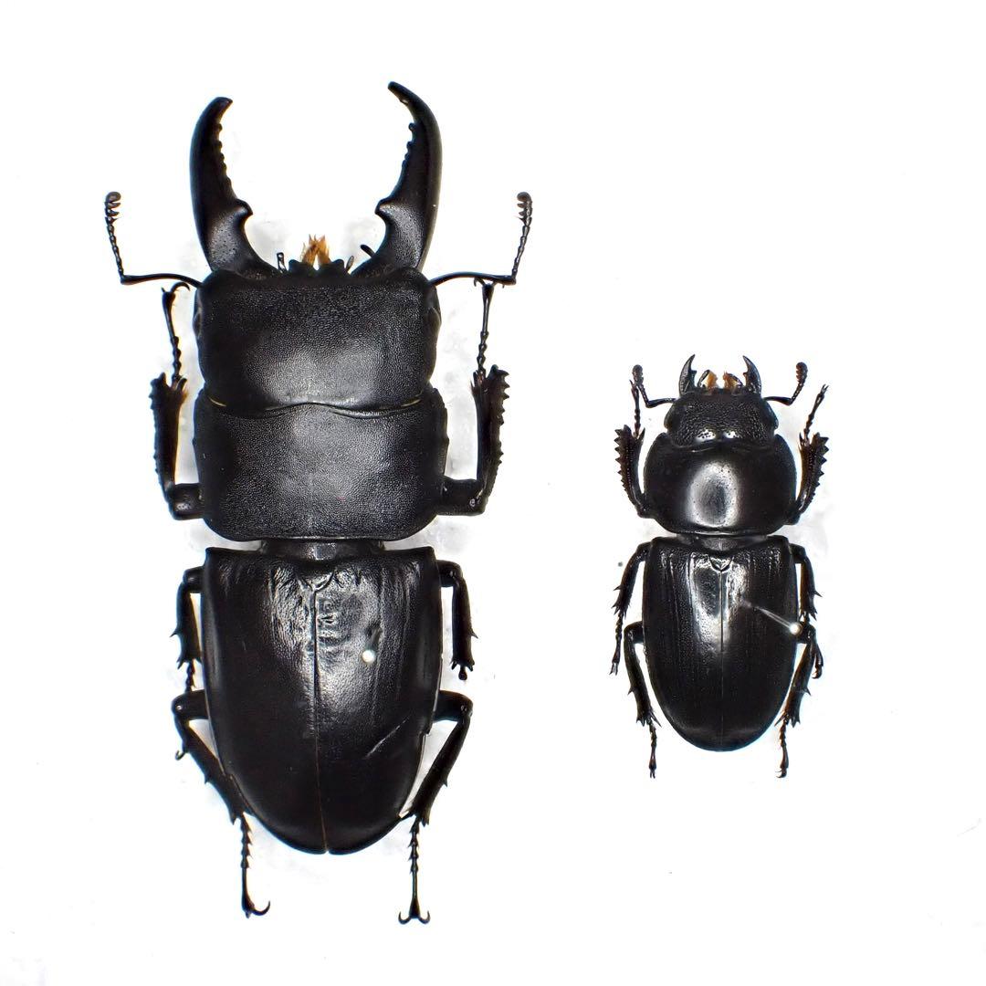 昆虫標本 ヒラタクワガタ標本ペアセット - メルカリ