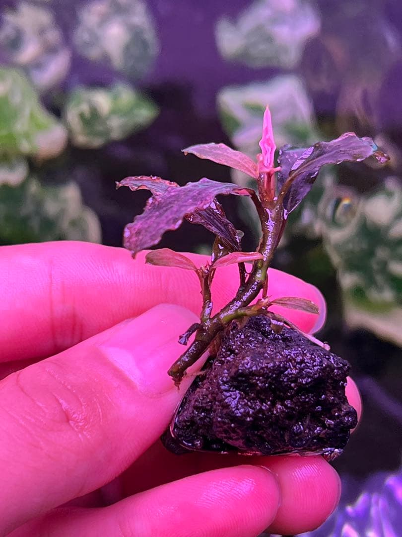 ブセファランドラsp. ピンクバリエガータ斑入り 水中葉 最