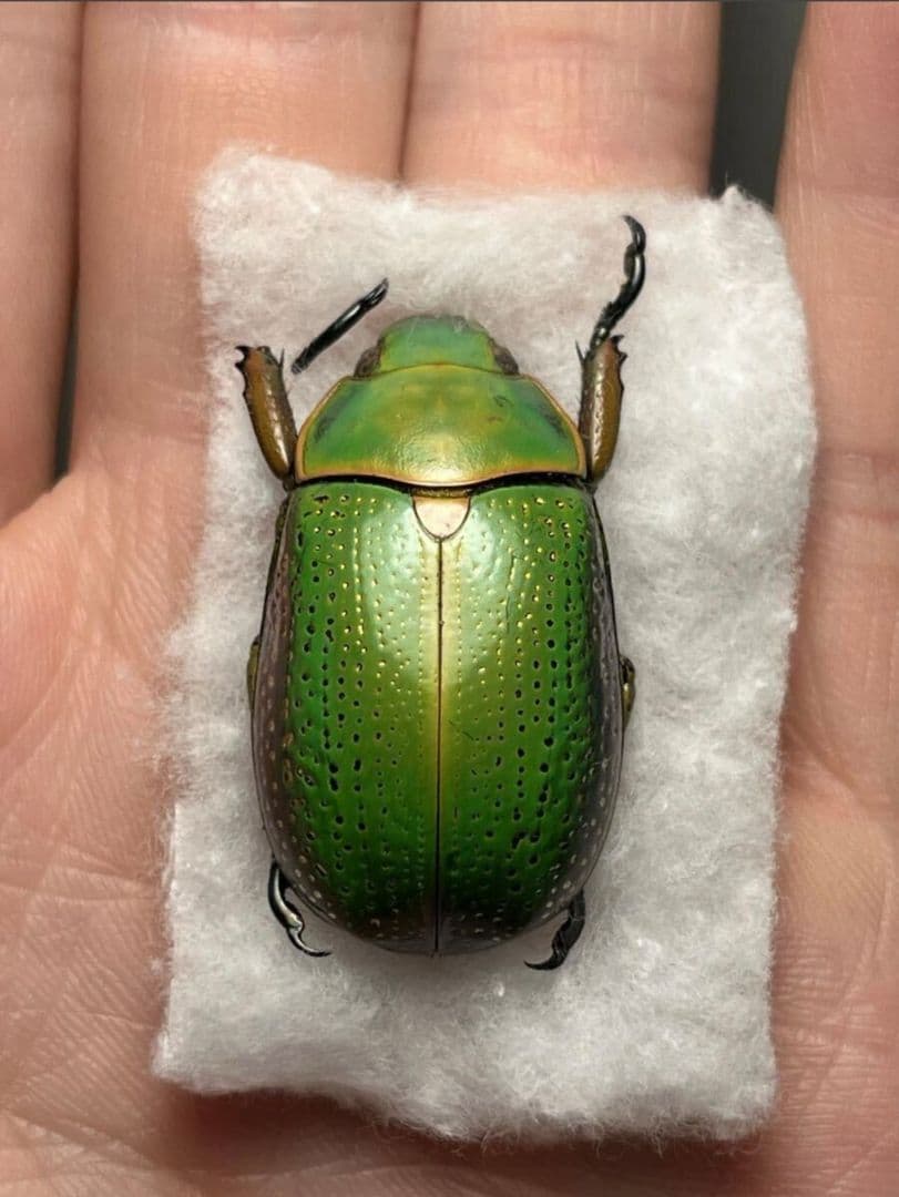 鶯黄金最高峰】キンモンウグイスコガネ 標本 スペクタビリスウグイス