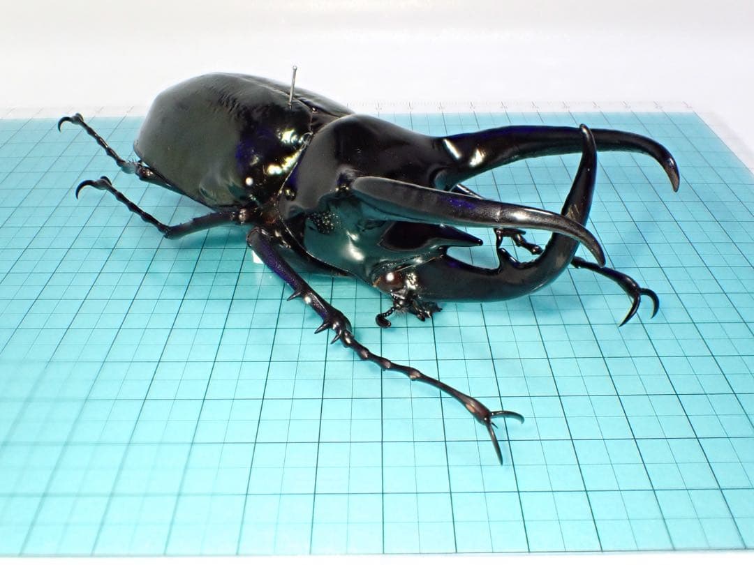 【標本】コーカサスオオカブト　スマトラ島産　120.0ミリ　野外品