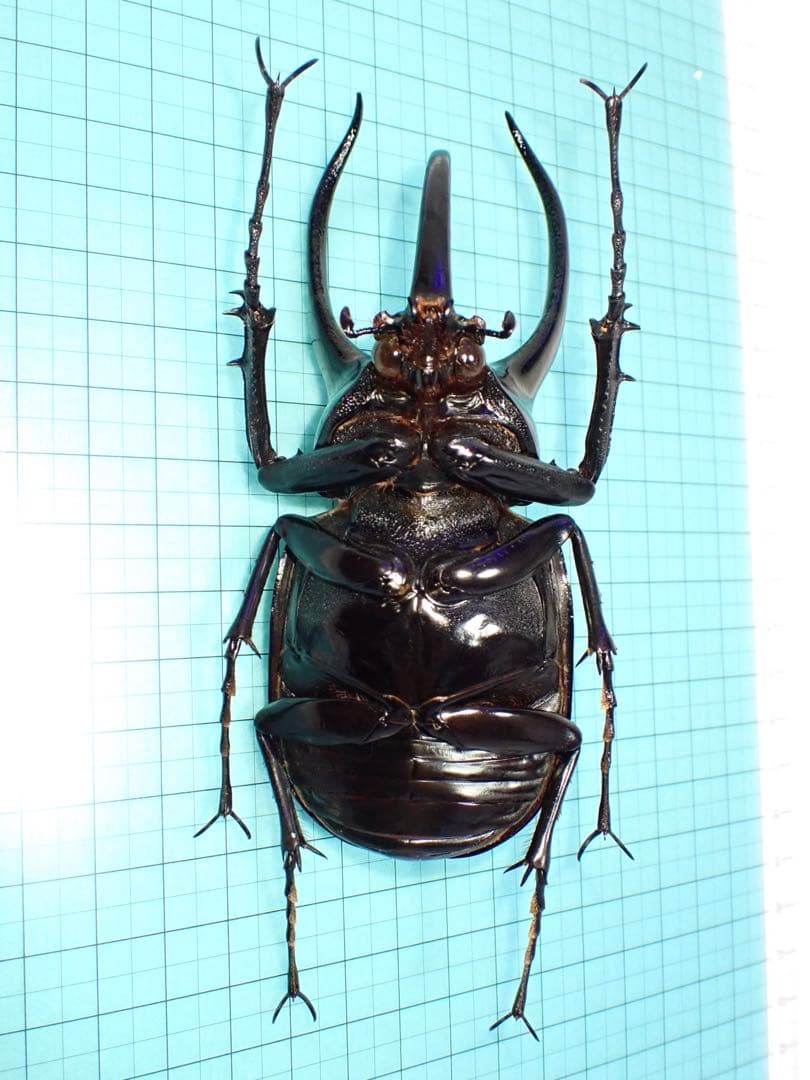 【標本】コーカサスオオカブト　スマトラ島産　120.0ミリ　野外品