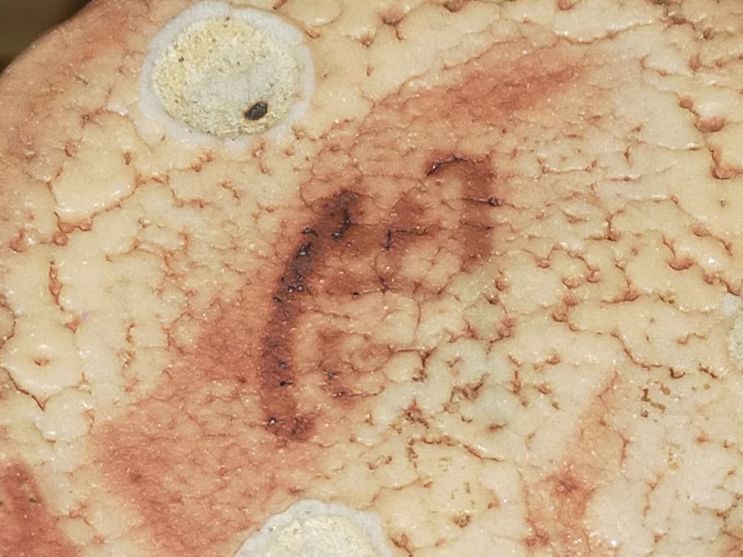 ♥花瓶　各務 周海　志野　共箱　梅花皮　花器