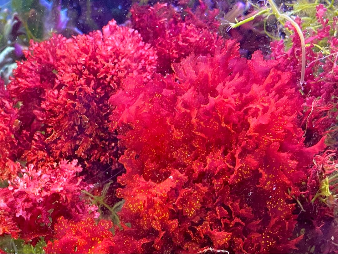 匿名・宅急便】 12/14まで 赤色海藻 セット 紅藻 +褐藻+緑藻 海藻