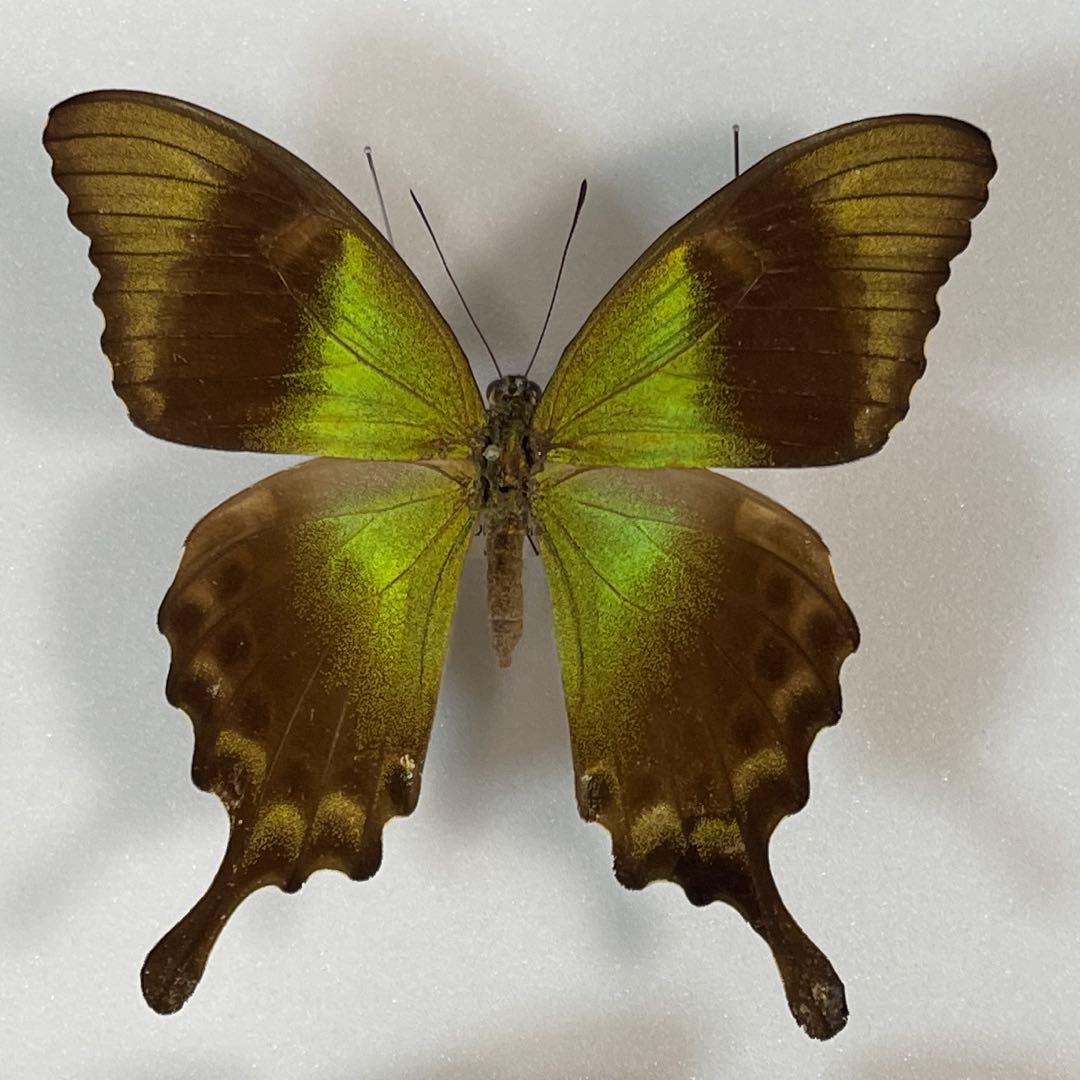 美しいアゲハ蝶標本、ドイツ箱売りの通販はau PAY マーケット - 輸入