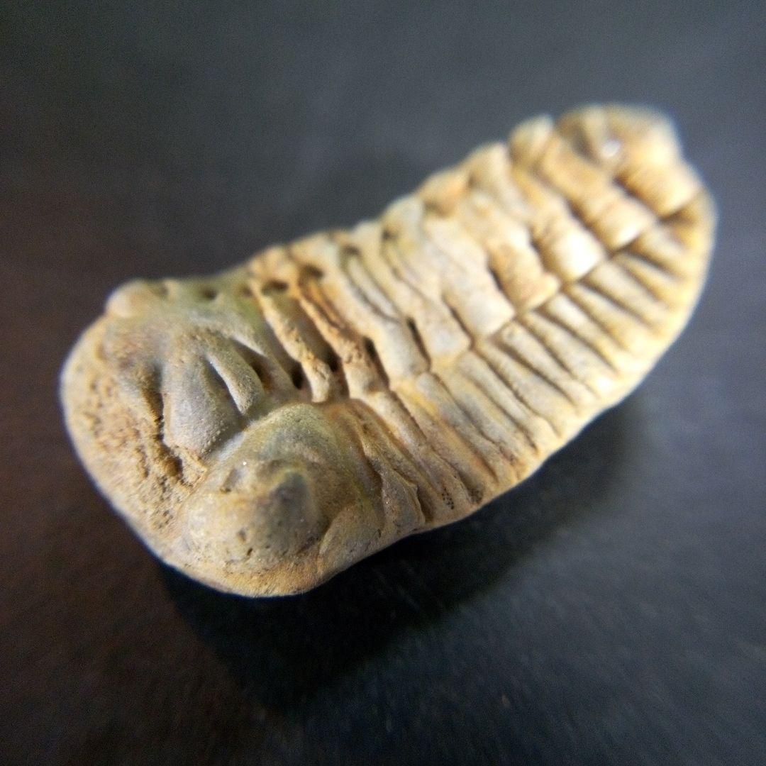 三葉虫化石fossilボリビア産trilobiteノジュール判別⑨